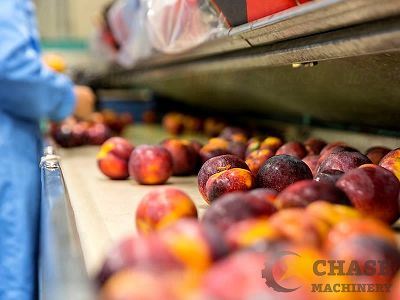 2-Apricot Fruit Sorting